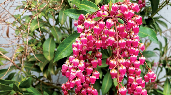 The Mountain Gardener | Time Well Spent in the Garden Garden plants