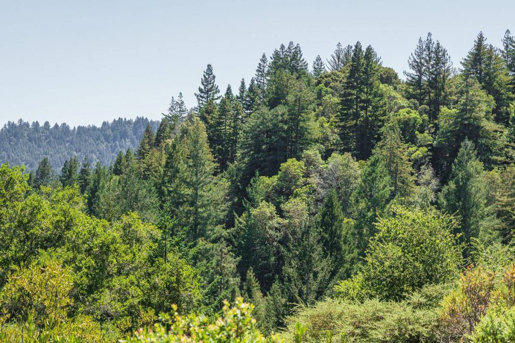 Image for display with article titled Sempervirens Fund Permanently Protects 120 Acres in Santa Cruz Mountains’ Upper Zayante Watershed