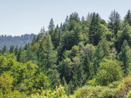 Sempervirens Fund permanently protects 120 acres in Santa Cruz Mountains’ Upper Zayante watershed Upper Zayante watershed