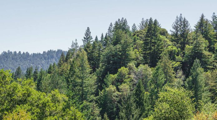Sempervirens Fund permanently protects 120 acres in Santa Cruz Mountains’ Upper Zayante watershed Upper Zayante watershed