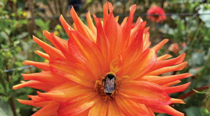 The Mountain Gardener | News You Can Use About Bees Garden flower bee