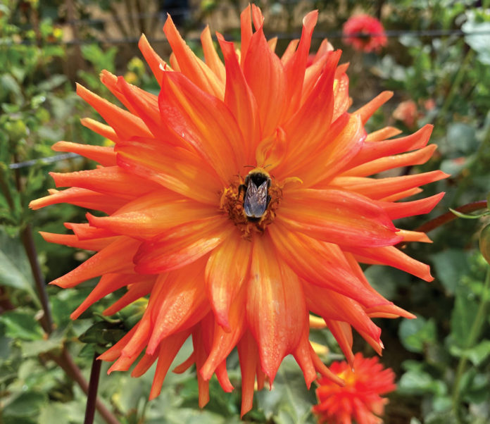 Garden flower bee