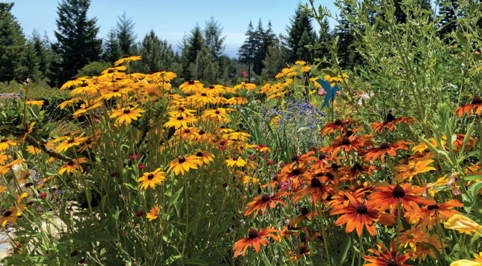 The Mountain Gardener | How the Health of Your Soil Affects You Gardening plants soil