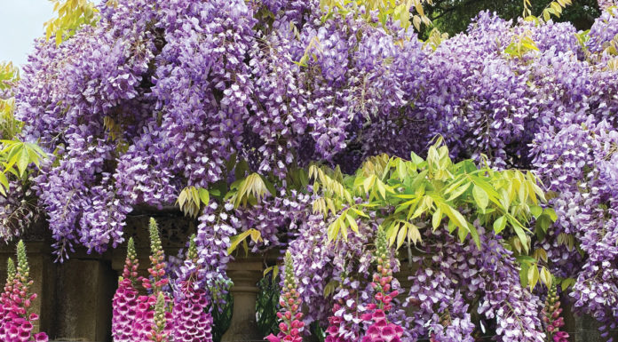 The Mountain Gardener | Spring is Busting Out All Over Garden