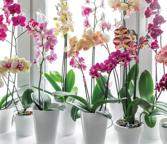 Finance | What Is Financial Life Planning? Finance orchids