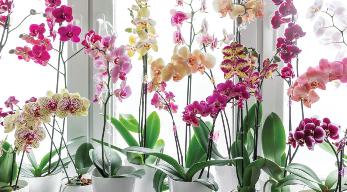 Finance | What Is Financial Life Planning? Finance orchids