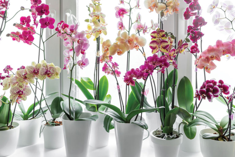 Finance orchids
