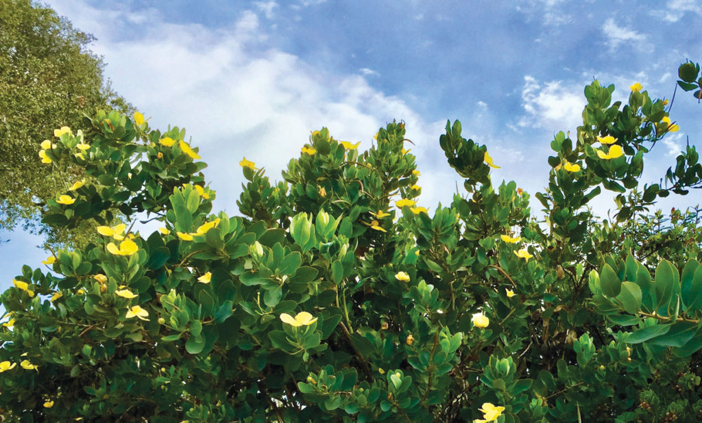 Image for display with article titled The Mountain Gardener | Gardening Tips for Sandy Soil