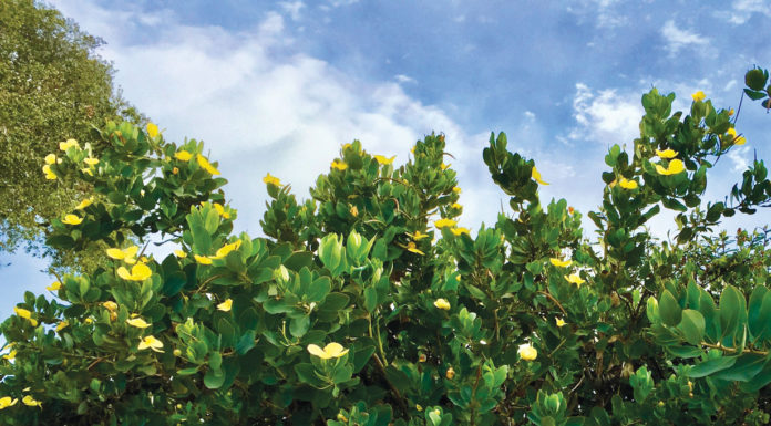 The Mountain Gardener | Gardening Tips for Sandy Soil Gardening