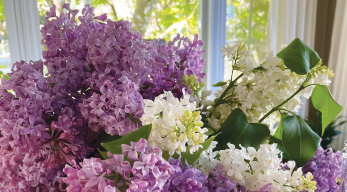 The Mountain Gardener | All About Fragrant Flowers Flowers
