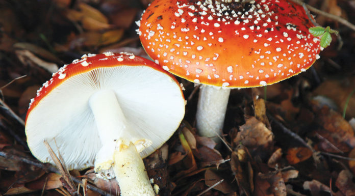 Far West Fungi steps onto the event stage with two-day festival in Felton Mushroom
