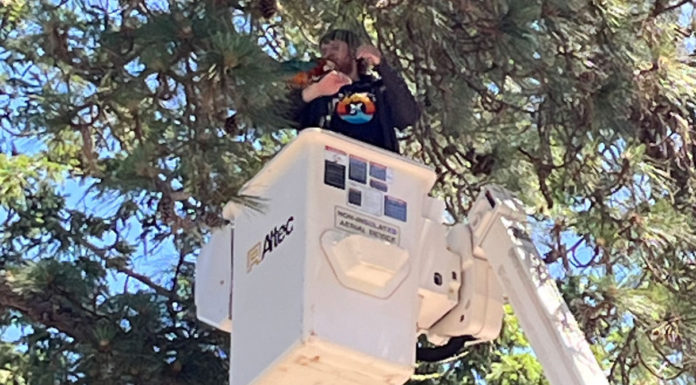 Indoor macaw rescued after being stuck outside overnight in Scotts Valley