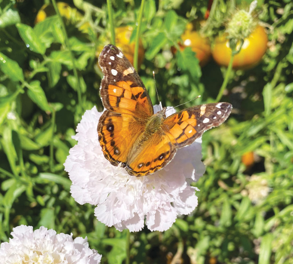 Image for display with article titled The Mountain Gardener | Butterflies in the Garden