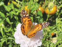The Mountain Gardener | Butterflies in the Garden Butterfly