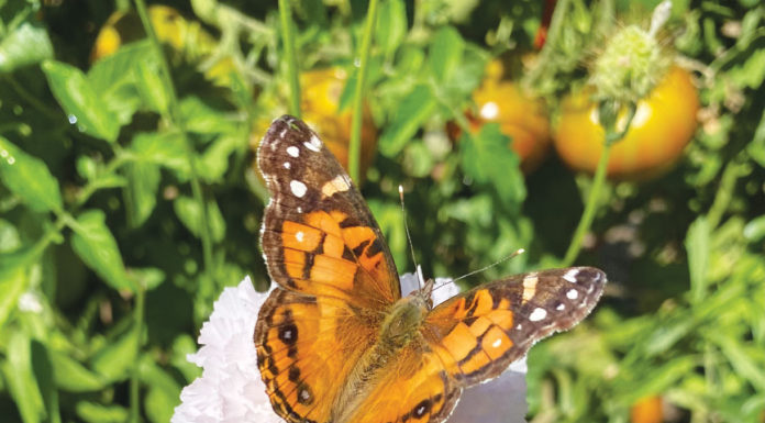 The Mountain Gardener | Butterflies in the Garden Butterfly