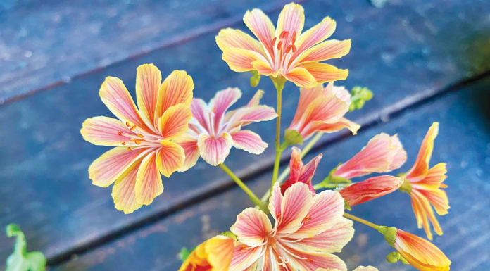 The Mountain Gardener | Knee High by the Fourth of July Flowers