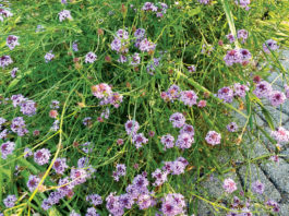 The Mountain Gardener | Watering Tips for Hot Weather Garden