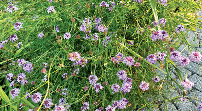 The Mountain Gardener | Watering Tips for Hot Weather Garden