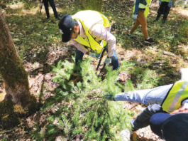 Tree work completed at Castle Rock State Park