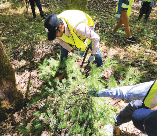 Tree work completed at Castle Rock State Park