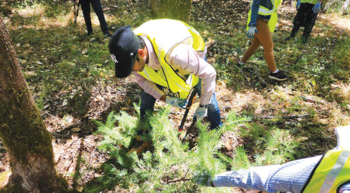 Tree work completed at Castle Rock State Park