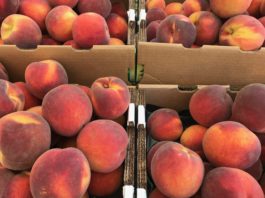 Scotts Valley Farmers’ Market welcomes Summer Sweets this Saturday