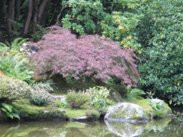 The Mountain Gardener | Oh Deer! Part II: Techniques to Deter Them Garden