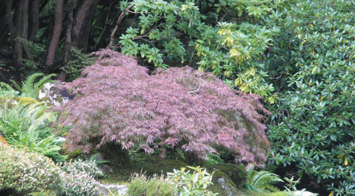 The Mountain Gardener | Oh Deer! Part II: Techniques to Deter Them Garden