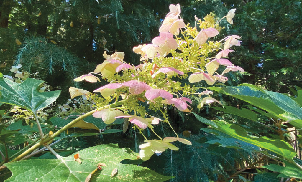 Image for display with article titled The Mountain Gardener | Solutions for Gardening in the Shade