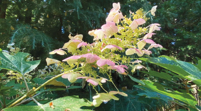 The Mountain Gardener | Solutions for Gardening in the Shade Gardening