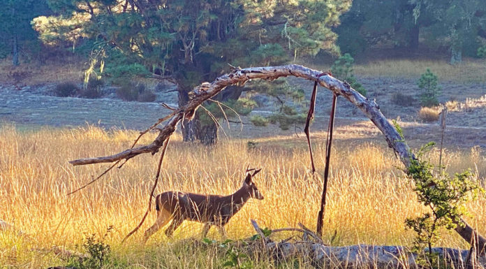 The Mountain Gardener | Oh, Deer! Part I Deer