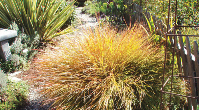 The Mountain Gardener | The Magic of Grasses in the Garden Garden