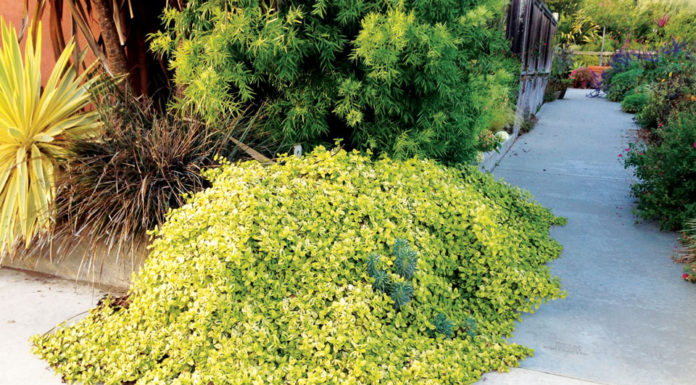The Mountain Gardener | Ceanothus – The Most Valuable Plant