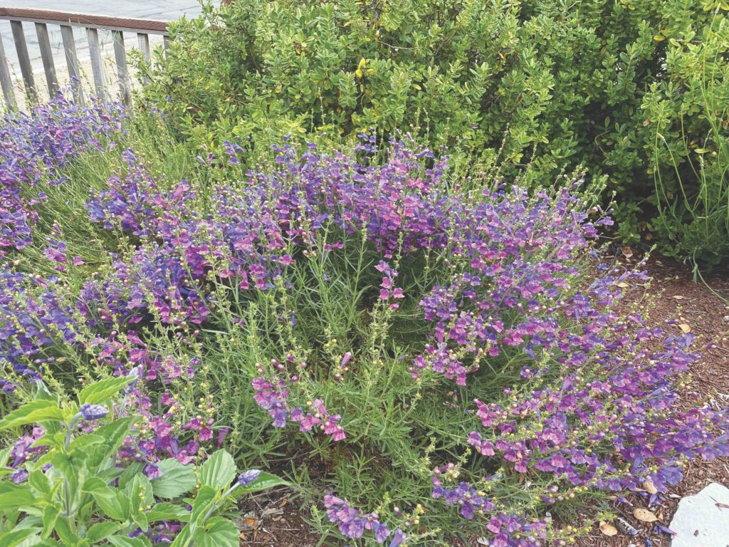 Image for display with article titled Plant These Low Water-Use Plants for Birds and Butterflies