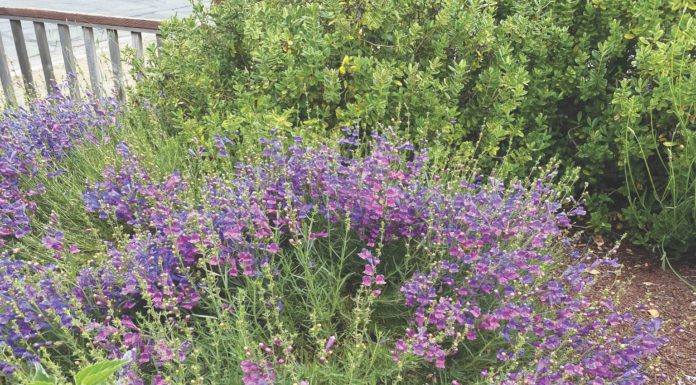 Plant These Low Water-Use Plants for Birds and Butterflies plants