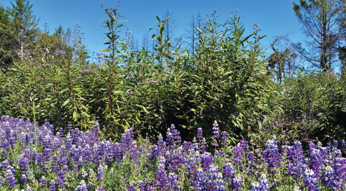 The Mountain Gardener | Lessons from the Fire