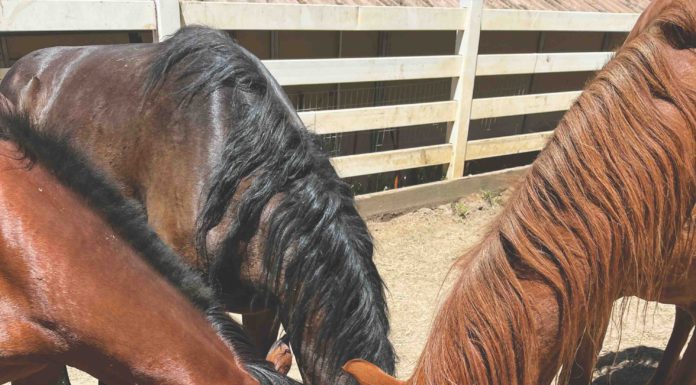 Rescuers seek donations for wild horse rehab horses eating