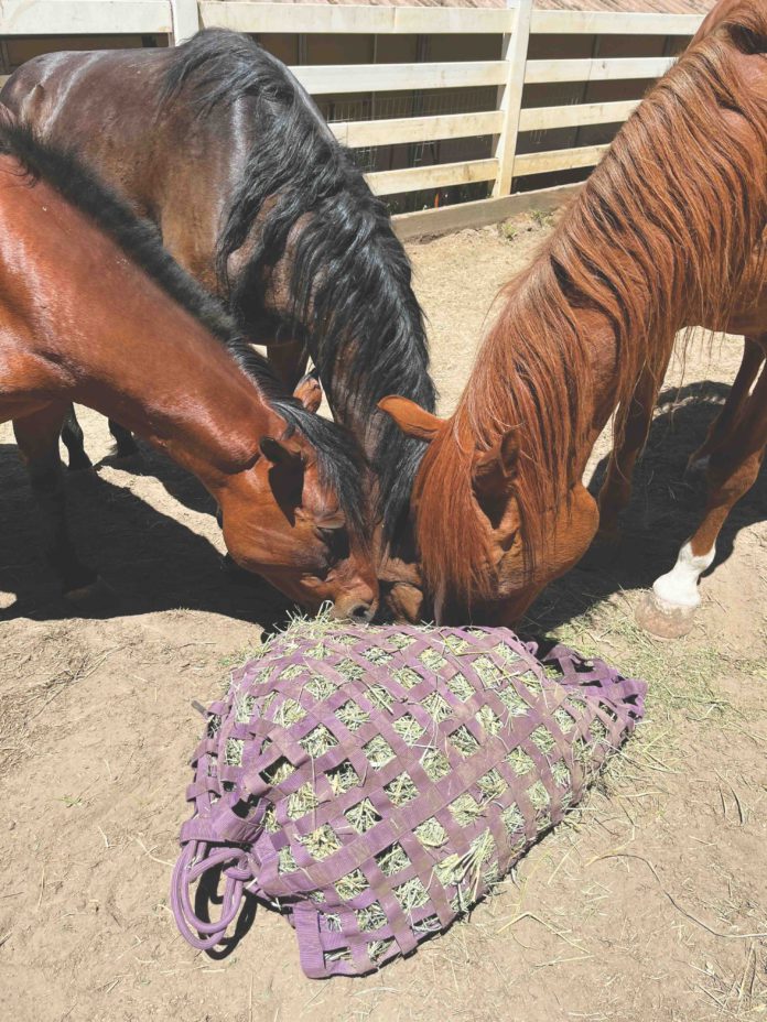 horses eating