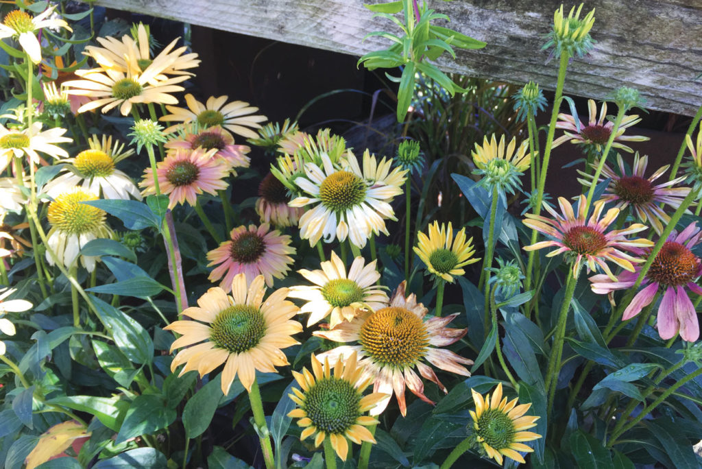 Image for display with article titled The Mountain Gardener | Enjoying the September Garden