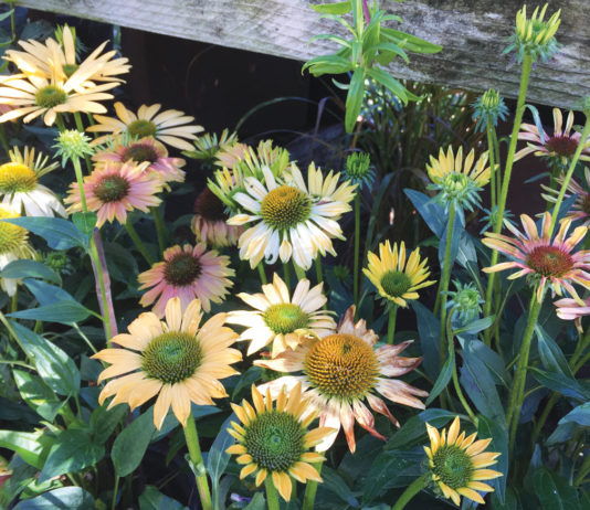 The Mountain Gardener | Enjoying the September Garden