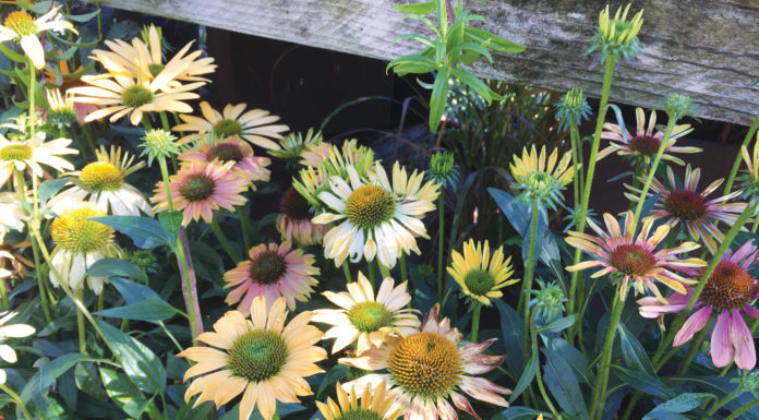 The Mountain Gardener | Enjoying the September Garden