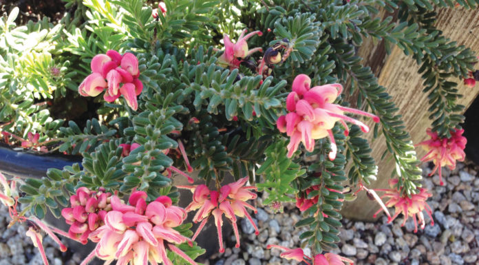 The Mountain Gardener | What To Do in the Garden in September