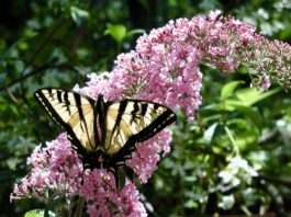 Gardens can be designed with kids, dogs or healing in mind butterfly on flower