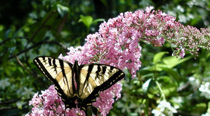 Gardens can be designed with kids, dogs or healing in mind butterfly on flower