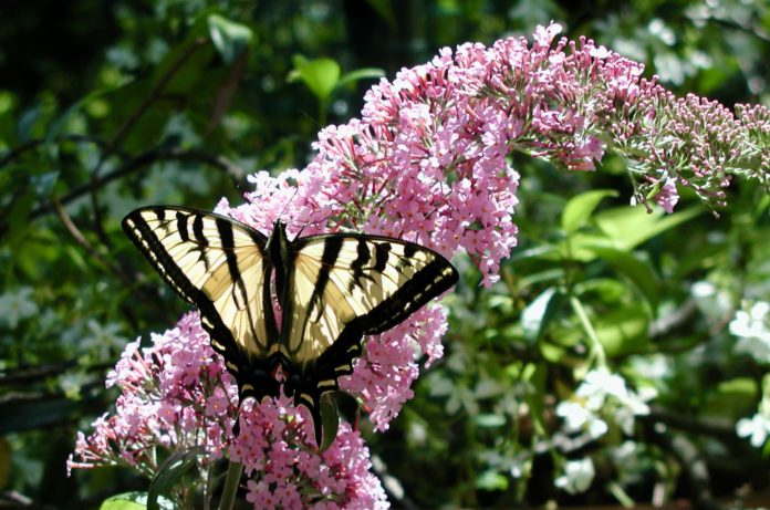 butterfly on flower