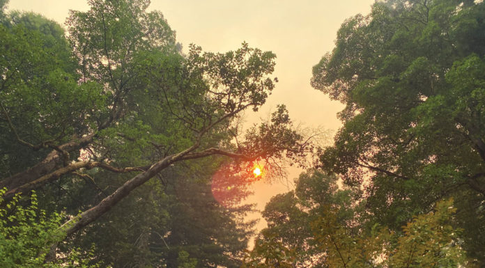 The Mountain Gardener | This & That From the Internet