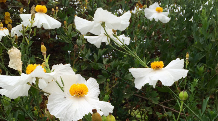 The Mountain Gardener | How to Create a Beautiful Garden