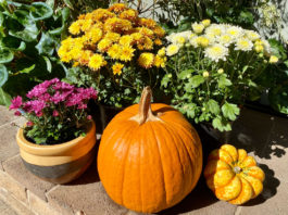 The Mountain Gardener | Everything You Didn’t Know About Mums
