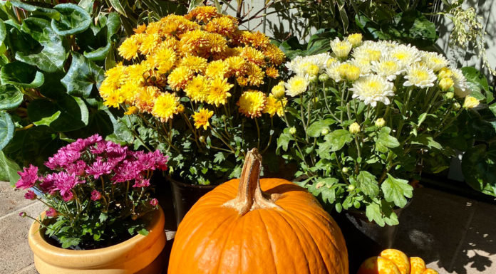 The Mountain Gardener | Everything You Didn’t Know About Mums