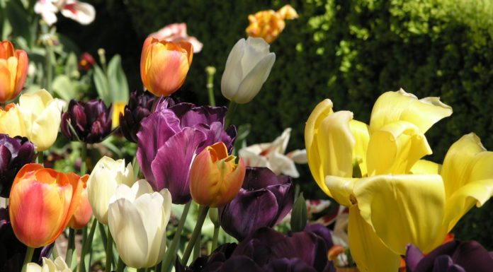 The Mountain Gardener | The Best Bulbs to Plant this Fall